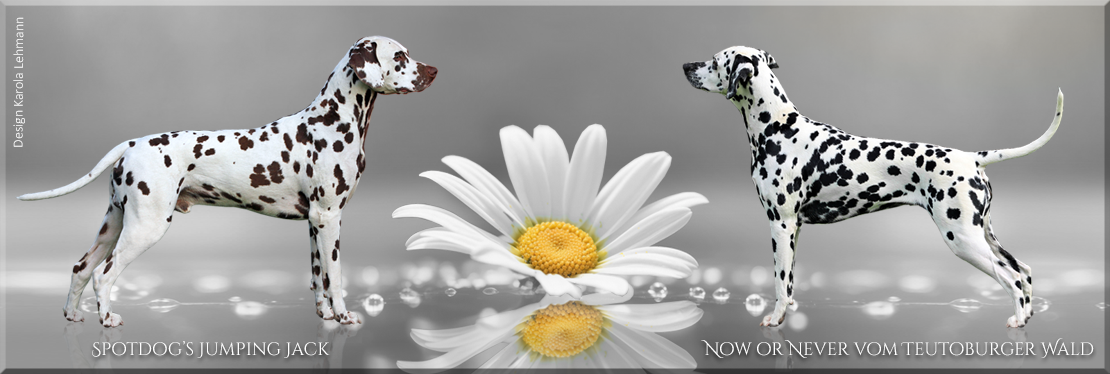 UU - Wurf vom Teutoburger Wald - Vater Spotdog's Jumping Jack und Mutter Now or Never vom Teutoburger Wald