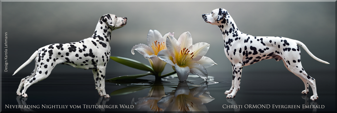 VV - Wurf vom Teutoburger Wald - Mutter: Neverfading Nightlily vom Teutoburger Wald - Vater: Christi ORMOND Evergreen Emerald