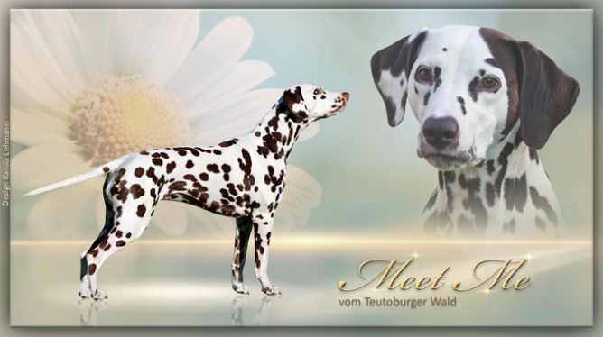 Meet Me vom Teutoburger Wald (3,5 Jahre)