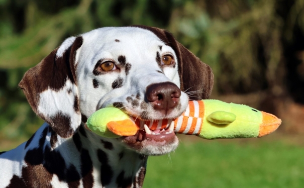 Meet Me vom Teutoburger Wald (3,5 Jahre)