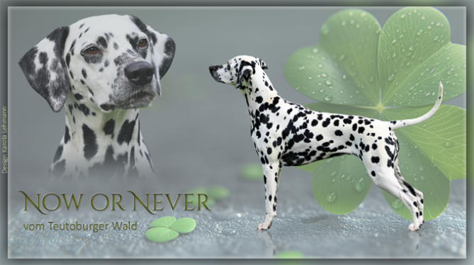 Now or Never vom Teutoburger Wald (3 Jahre)