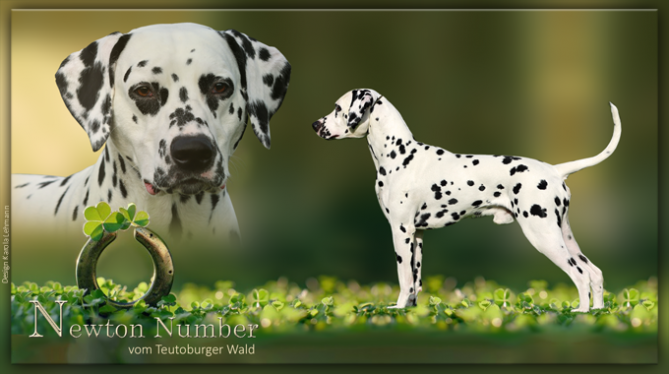 Newton Number vom Teutoburger Wald (2 Jahre alt)