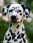 Precious Picasso vom Teutoburger Wald (2 Jahre)