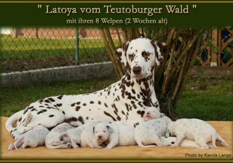 Latoya vom Teutoburger Wald mit ihren 8 Welpen (2 Wochen alt)