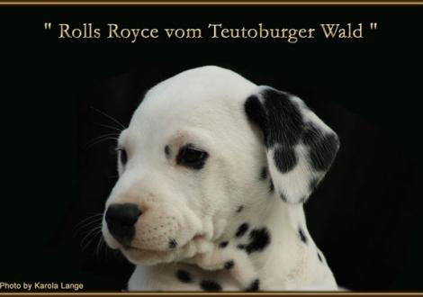 Rolls Royce vom Teutoburger Wald - vermittelt - (weiss/schwarz, beidseitig hörend)