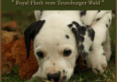 Royal Flush vom Teutoburger Wald - vermittelt - (weiss/schwarz, beidseitig hörend)
