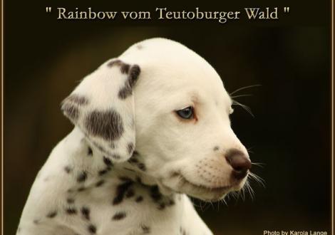Rainbow vom Teutoburger Wald - vermittelt - (weiss/braun, beidseitig hörend)