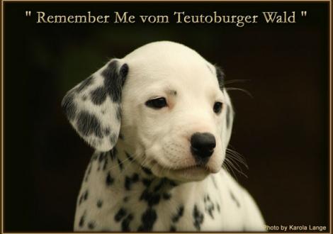 Remember Me vom Teutoburger Wald - sucht noch eine liebe Familie - (weiss/schwarz, beidseitig hörend)