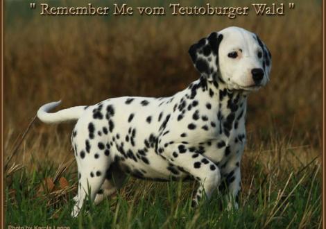 Remember Me vom Teutoburger Wald (weiss/schwarz, fehlerfrei, beidseitig hörend) - vermittelt an Familie Willms in 49377 Vechta, Deutschland -