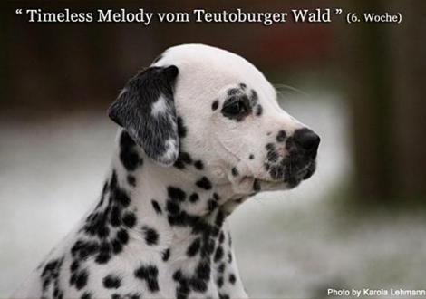 Timeless Melody vom Teutoburger Wald