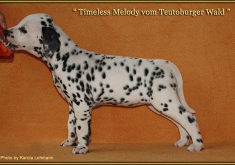 Timeless Melody vom Teutoburger Wald, Hündin