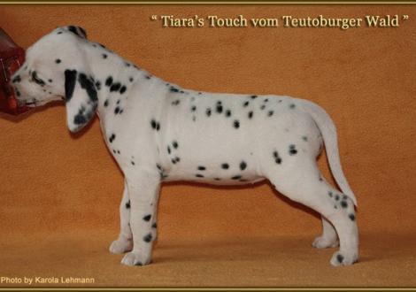 Tiara`s Touch vom Teutoburger Wald