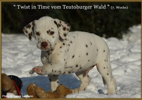 Twist in Time vom Teutoburger Wald, Rüde
