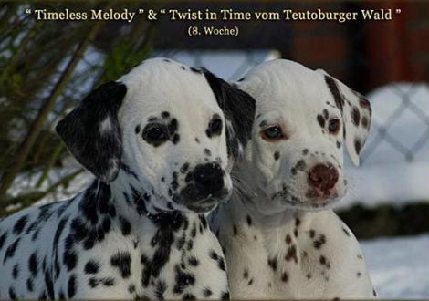 Timeless Melody vom Teutoburger Wald & Twist in Time vom Teutoburger Wald