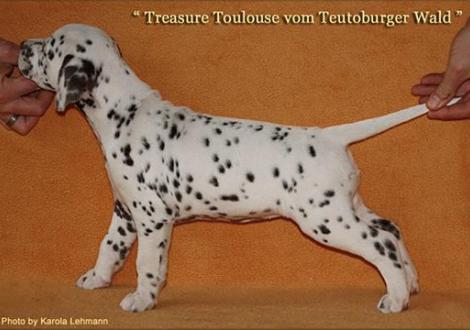 Treasure Toulouse vom Teutoburger Wald