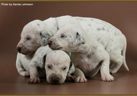 Lady Rosa mit Lady Po-Platte & Mr. Ohne