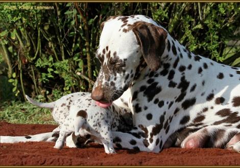 Christi ORMOND Empress Edition (gen. Mocha) mit ihrer Tochter Unforgettable Dream vom Teutoburger Wald