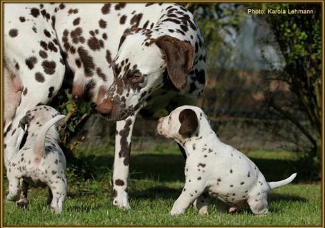 Christi ORMOND Empress Edition (gen. Mocha) mit Unbreakable Soul vom Teutoburger Wald & Until the End vom Teutoburger Wald