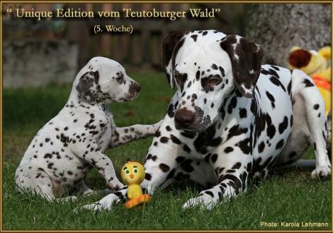 Unique Edition vom Teutoburger Wald und Christi ORMOND First Fairytale