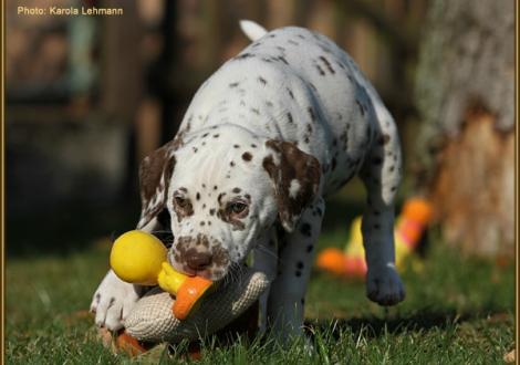 Unlimited Temptation vom Teutoburger Wald