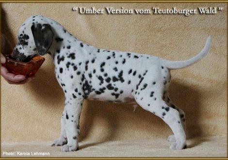 Umber Version vom Teutoburger Wald, Rufname Erwin