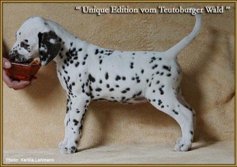 Unique Edition vom Teutoburger Wald, Rufname Unique