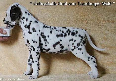 Unbreakable Soul vom Teutoburger Wald, Rufname Zoe