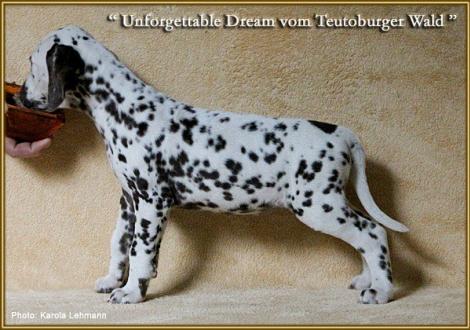 Unforgettable Dream vom Teutoburger Wald, Rufname Mientje