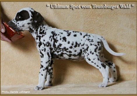 Ultimate Spot vom Teutoburger Wald, Rufname Mira