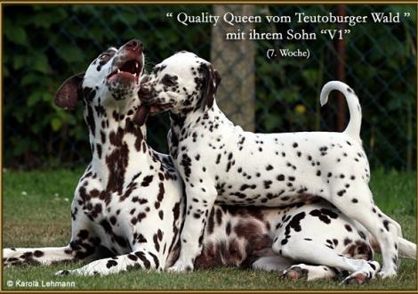 V1 vom Teutoburger Wald & seine Mama Quality Queen vom Teutoburger Wald