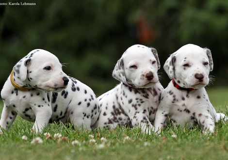 Lady Gelb, Lady Lila & Lady Rot (CC-Wurf vom Teutoburger Wald - 3 Wochen alt)