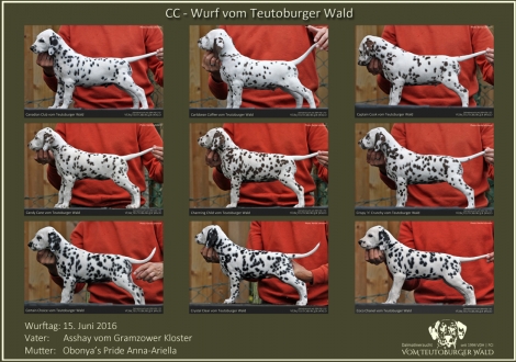 CC-Wurf vom Teutoburger Wald