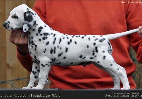Canadian Club vom Teutoburger Wald - Rüde | weiß-schwarz | beidseitig hörend (+/+)