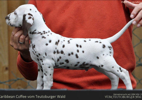 Caribbean Coffee vom Teutoburger Wald - Rüde | weiß-braun | beidseitig hörend (+/+)