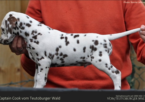 Captain Cook vom Teutoburger Wald - Rüde | weiß-braun | beidseitig hörend (+/+)