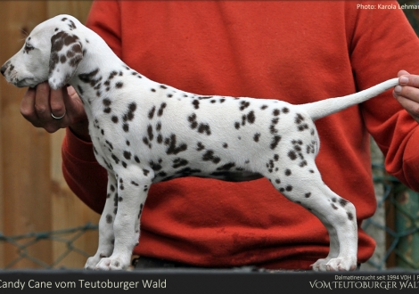 Candy Cane vom Teutoburger Wald - Hündin | weiß-braun | beidseitig hörend (+/+)