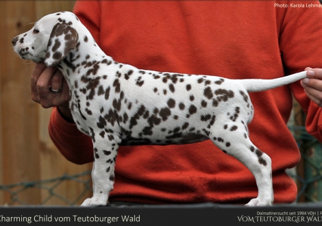 Charming Child vom Teutoburger Wald - Hündin | weiß-braun | beidseitig hörend (+/+)