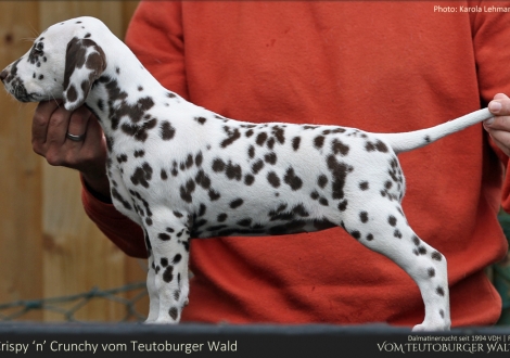 Crispy ’n’ Crunchy vom Teutoburger Wald - Hündin | weiß-braun | beidseitig hörend (+/+)