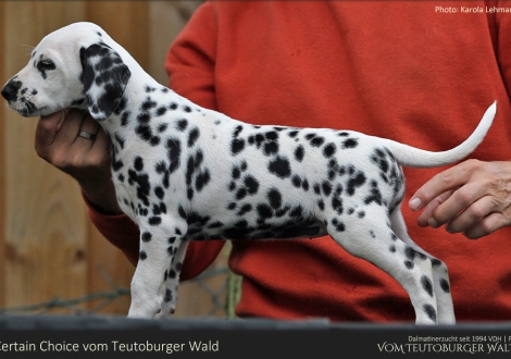 Certain Choice vom Teutoburger Wald - Hündin | weiß-schwarz | beidseitig hörend (+/+)