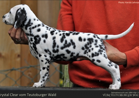 Crystal Clear vom Teutoburger Wald - Hündin | weiß-schwarz | beidseitig hörend (+/+)