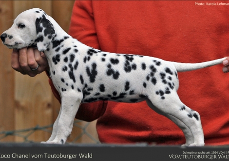 Coco Chanel vom Teutoburger Wald - Hündin | weiß-schwarz | beidseitig hörend (+/+)