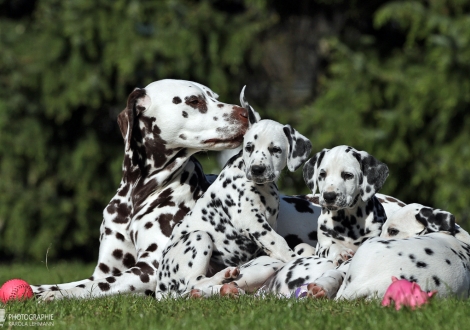 Uroma Christi ORMOND First Fairytale mit Gleamy Garnet und German‘s Glory vom Teutoburger Wald 