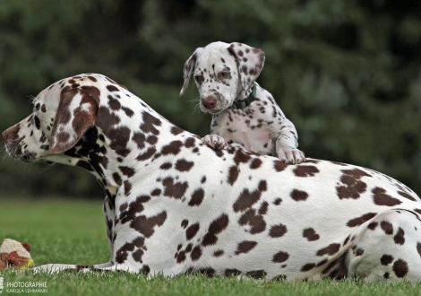 Hurricane Heart vom Teutoburger Wald mit seiner Tante Dalmatian Dream for ORMOND vom Teutoburger Wald