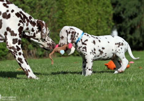 Herbie Hancock vom Teutoburger Wald mit seiner Tante Dalmatian Dream for ORMOND vom Teutoburger Wald