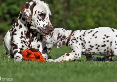 Hip-Hop vom Teutoburger Wald mit seiner Tante Dalmatian Dream for ORMOND vom Teutoburger Wald