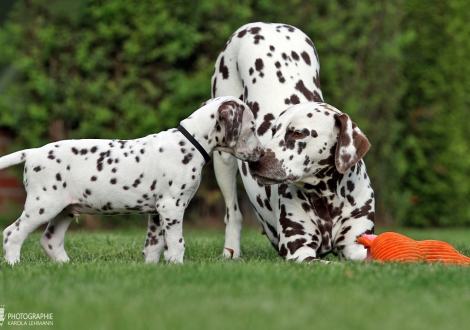 Handsome Hero vom Teutoburger Wald mit seiner Tante Dalmatian Dream for ORMOND vom Teutoburger Wald