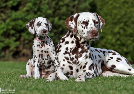 Honey Hills vom Teutoburger Wald mit ihrer Tante Dalmatian Dream for ORMOND vom Teutoburger Wald