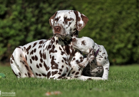 Healing Hands vom Teutoburger Wald mit ihrer Tante Dalmatian Dream for ORMOND vom Teutoburger Wald