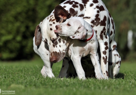 Holy Heaven vom Teutoburger Wald mit ihrer Tante Dalmatian Dream for ORMOND vom Teutoburger Wald