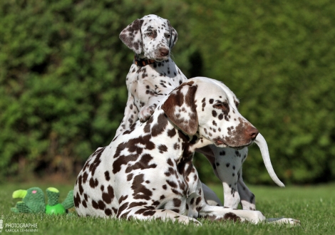 Heal my Heart vom Teutoburger Wald mit ihrer Tante Dalmatian Dream for ORMOND vom Teutoburger Wald